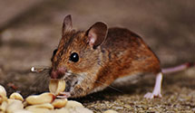 24 Hour & Emergency Exterminators in Cicero, IL